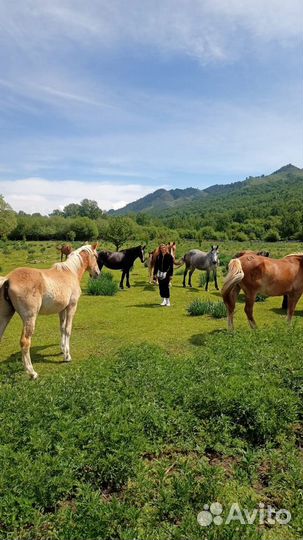 Продаю оптом (17 голов) жеребчиков 1,5 года