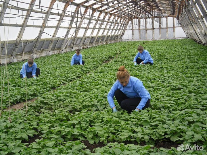 Овощевод Вахта, Белгород, Москва