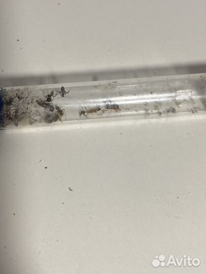 Муравьи кампонотус никобаренсис