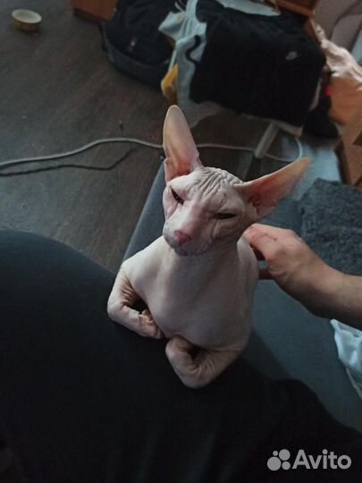 Донской сфинкс вязка