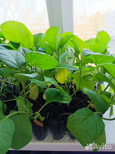 Рассада помидор, перцев, баклажанов