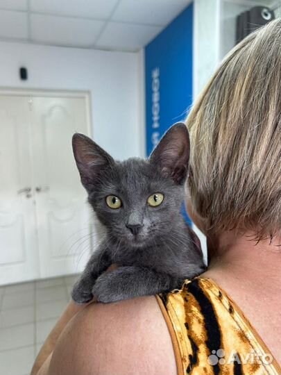 Русская голубая котенок в дар бесплатно