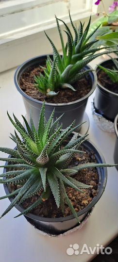 Алоэ Хавортия, фиалка, Спатифиллиум, Традисканция