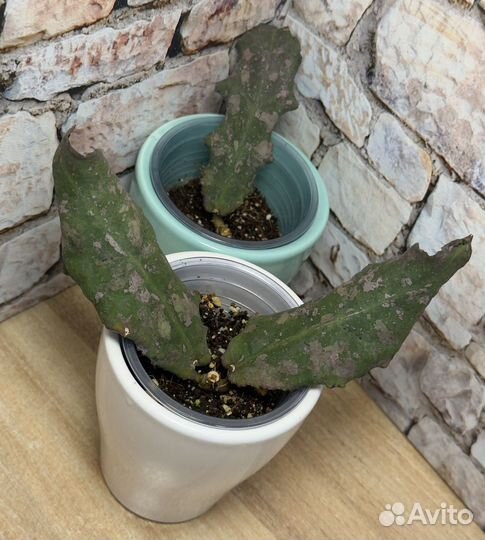 Хойя ундулата