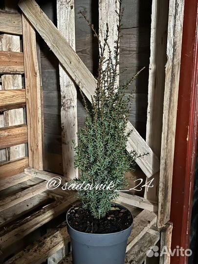 Ели, туи и можжевельники средние и крупные саженцы