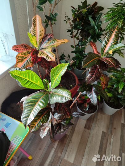 Кодиеум кротон