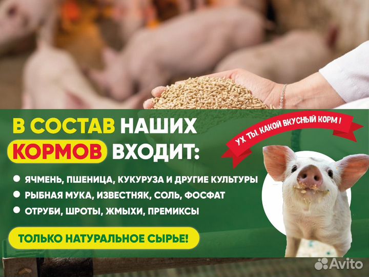 Комбикорм для свиней