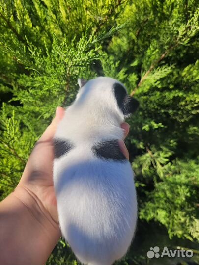 Щенки чихуахуа