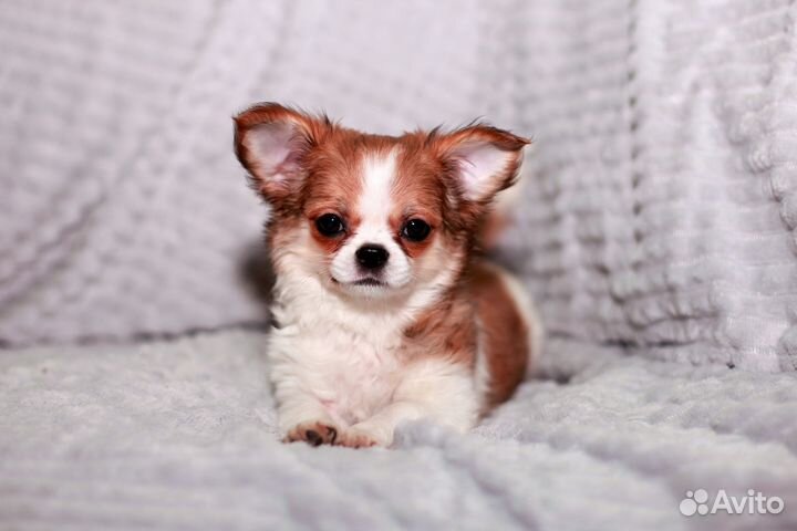 Чихуахуа детишки