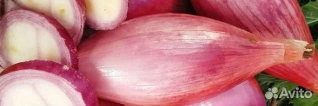 Семейный лук на посадку