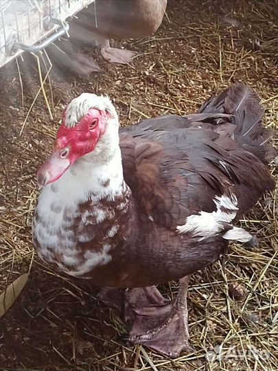 Мускусные индоутки