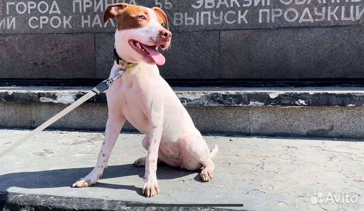 Американский питбультерьер