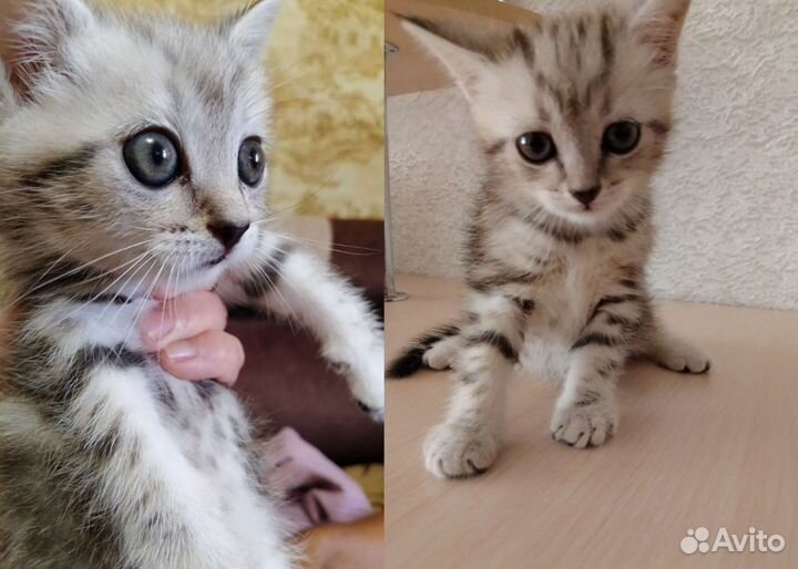 Котята в добрые руки мальчики