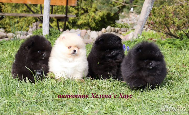 Кукольные малыши