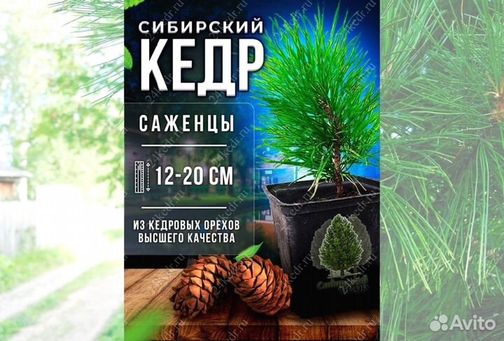 Саженцы кедра от производителя