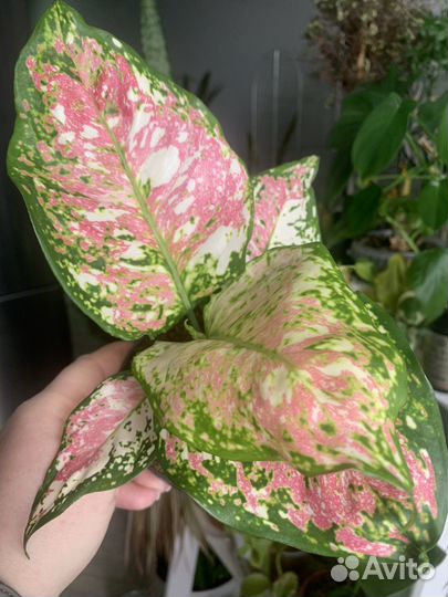 Аглаонема триколор