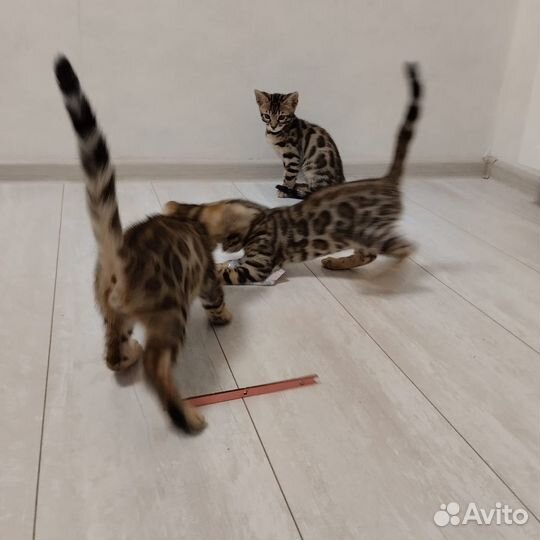 Бенгальские котята
