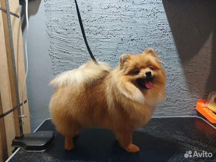 Стрижка собак, груминг, тримминг Советский район