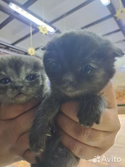 Помесь британца