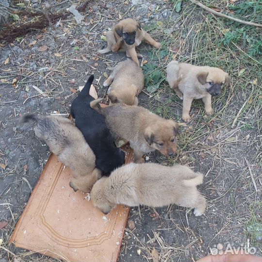 Кутята
