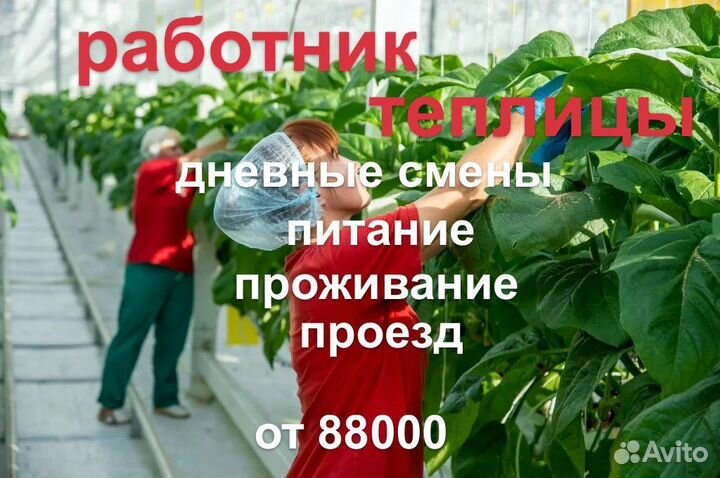 Рабочий в теплицу/ проезд, проживание, питание