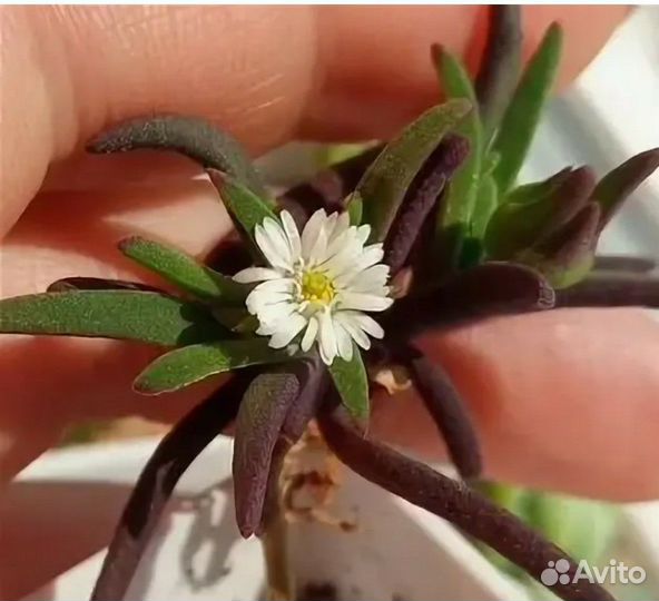 Местоклема (растения и семена)