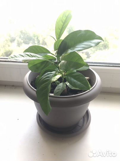 Лимон фикус гранат