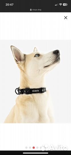 Staya. Поводок-перестежка + ошейник S