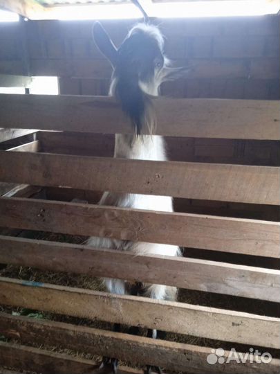 Козел альпийский