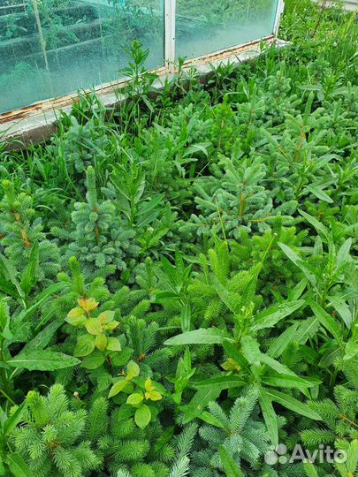 Ель голубая с комом земли