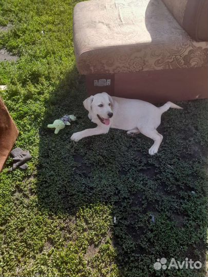Собаки щенки лабрадор