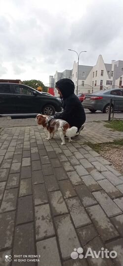 Передержка мелких и средних пород собак