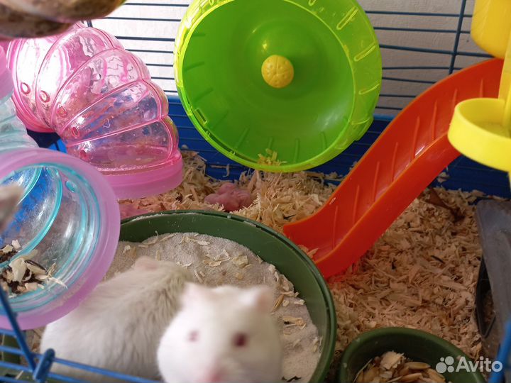 Сирийский хомяк бесплатно