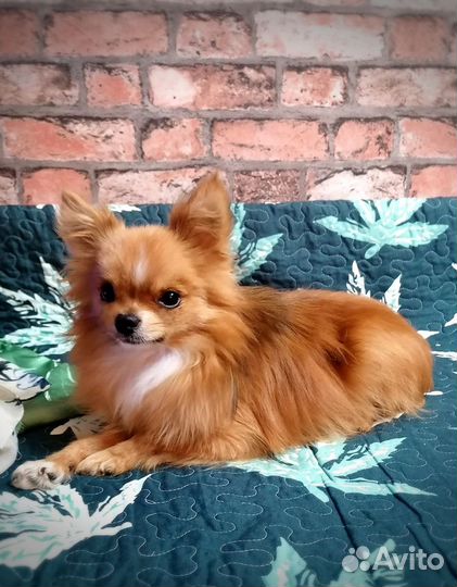 Вязка. Мелкий породный кобель приглашает невест