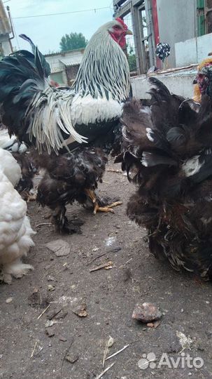 Куры петухи брама, Леггорн,Кохинхин