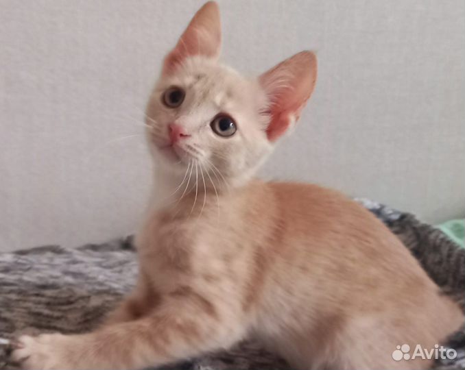 Очаровательные котята