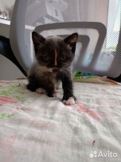 Котята в добрые руки бесплатно