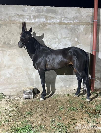 Элитный жеребец. Карачаевская порода