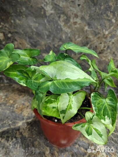 Сингониум три короля