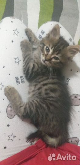 Котенок девочка