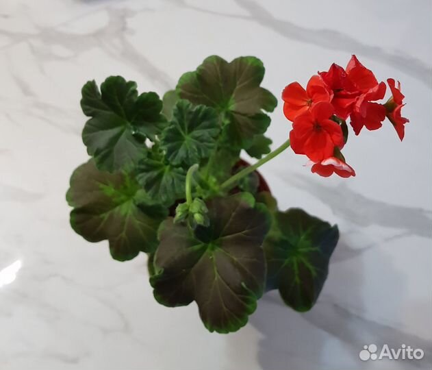 Пеларгония зональная