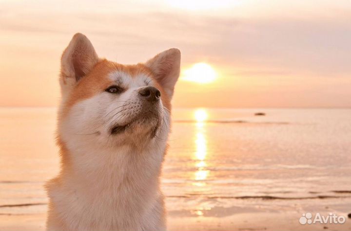 Курсы дрессировки собак / Кинолог