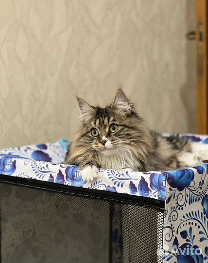 Курильский бобтейл