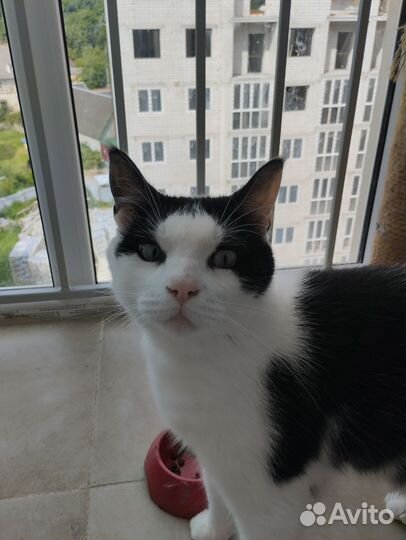 Кот в добрые руки