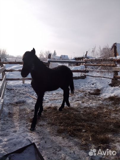 Жеребушка, рождёная 21 апреля