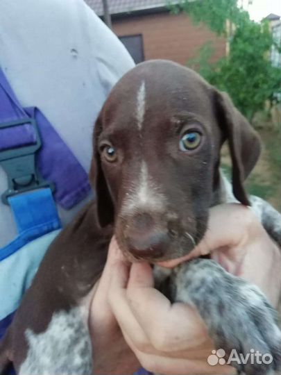 Щенки курцхаара