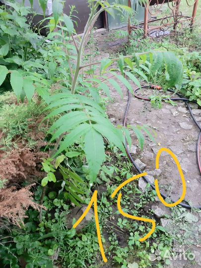 Саженцы сумах оленерогий