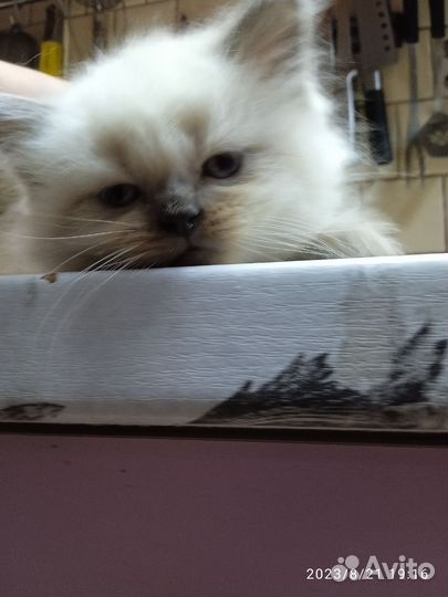 Невская маскарадная