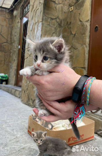 Котята в добрые руки
