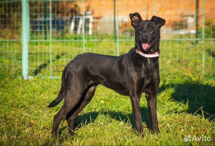 Собака в добрые руки